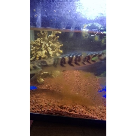 

ikan Channa maru yellow sentarum size 23-25, bunga melimpah dan udah gigit tangan, warna kuning merona