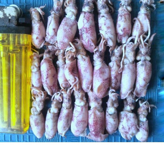 

Diskon✔️BABY CUMI ASIN SEMI BASAH 500 gr|SQ7