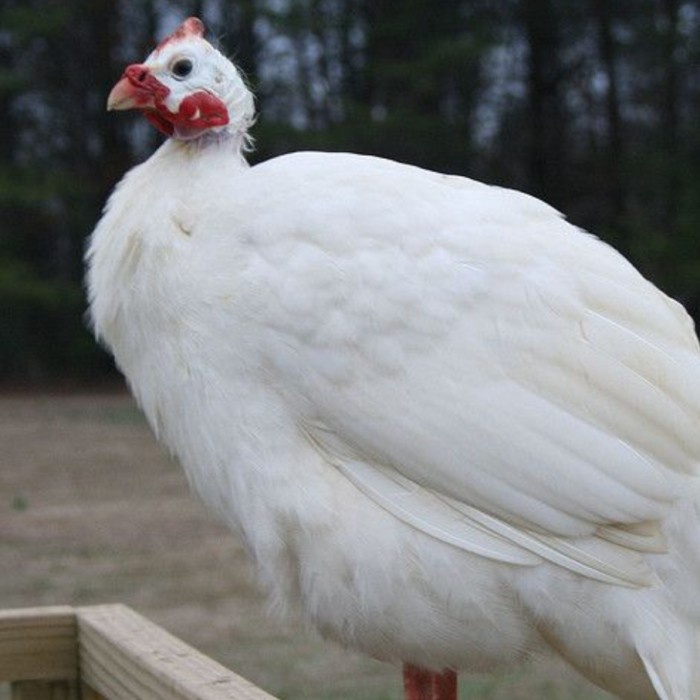 AYAM MUTIARA ALBINO PUTIH - AYAM HIAS MUTIARA