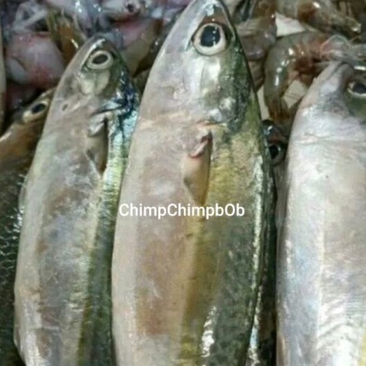 

IKAN KEMBUNG SEGAR 500 GRAM