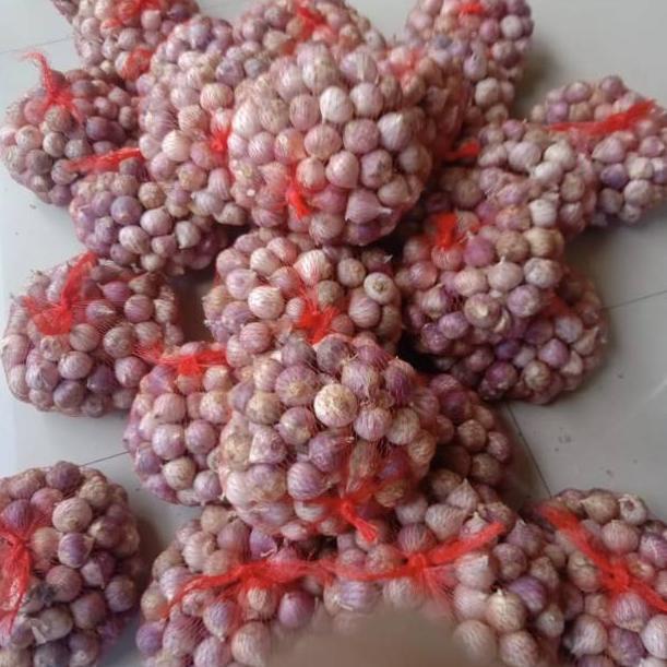 

RECOMENDED Bawang putih tunggal/Lanang impor kemasan 500gr ♔ 862