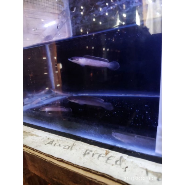 limbata golden stripe