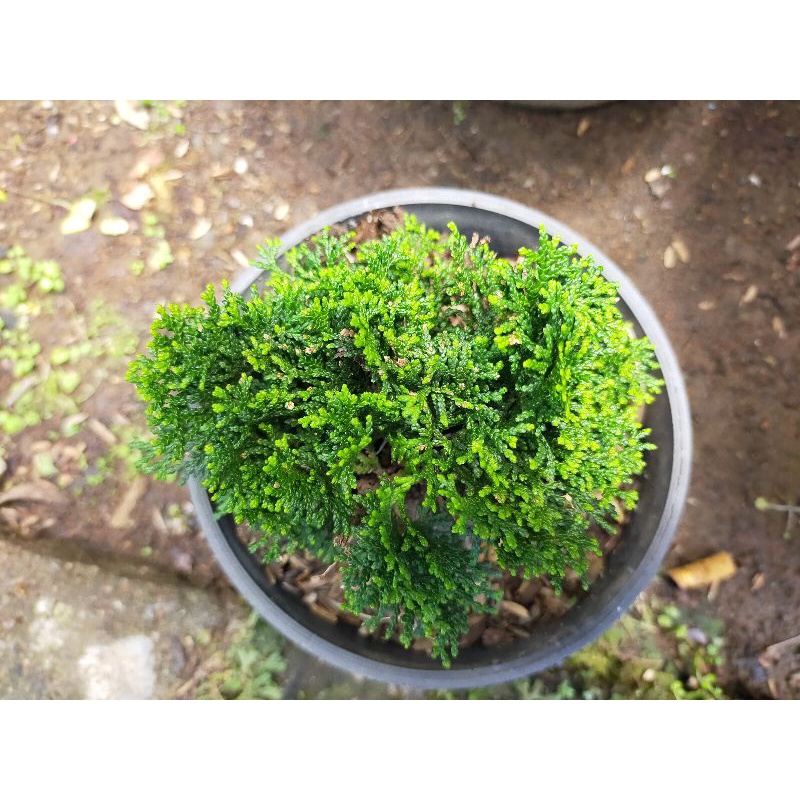 Bahan Bonsai Cemara Hinoki Mini/ Hinoki Cypress