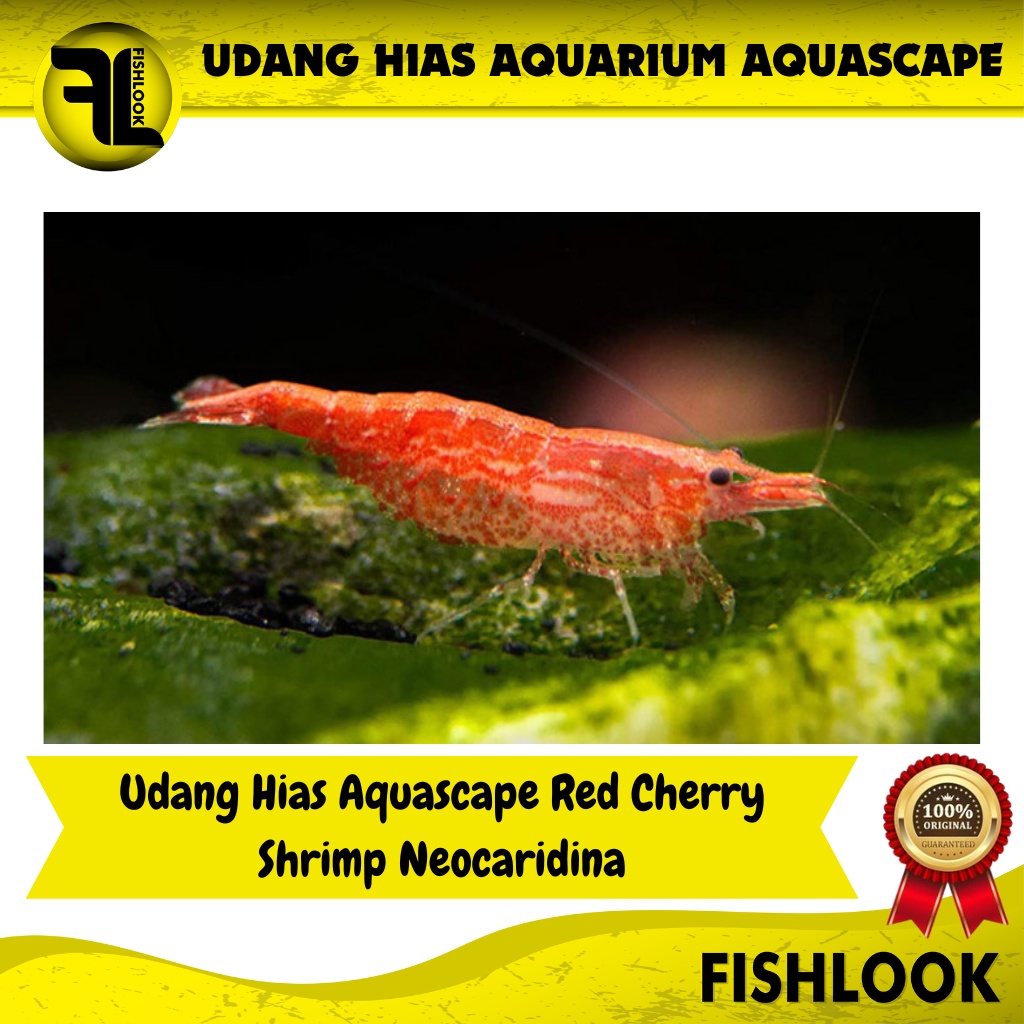 Udang Hias Aquascape Red Cherry Shrimp Neocaridina Aquarium Air Tawar