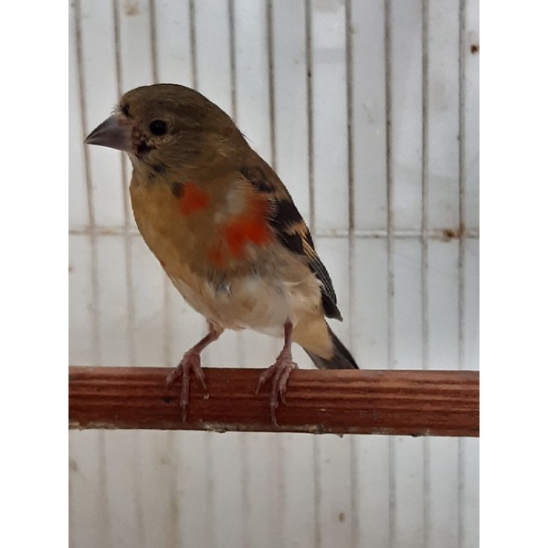 Red siskin klasik paud usia 3 bln jantan betina ready