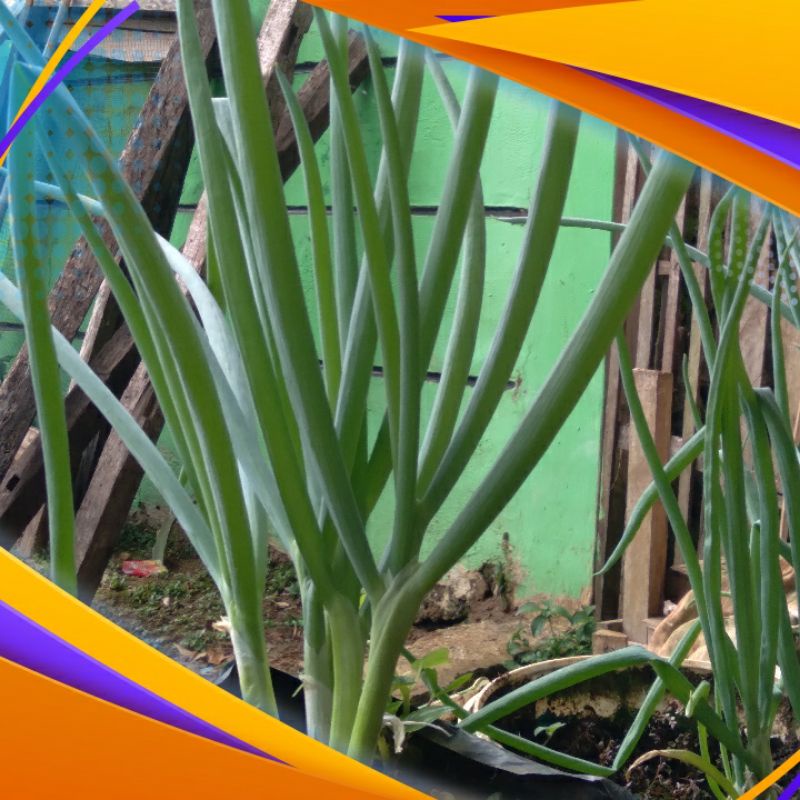 daun bawang 1kg