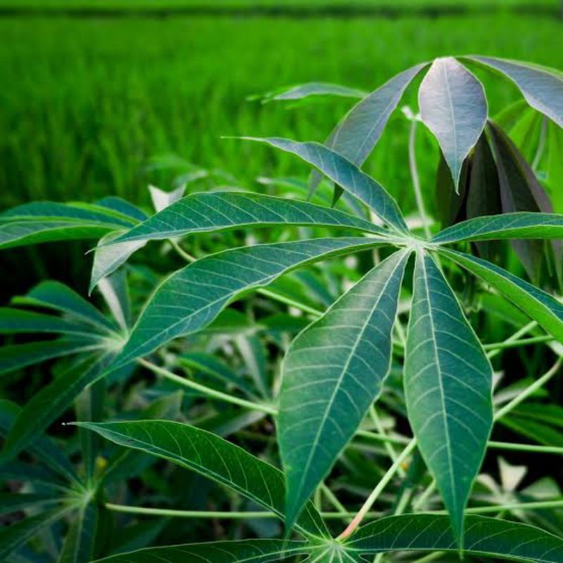 

daun singkong racun 250grm