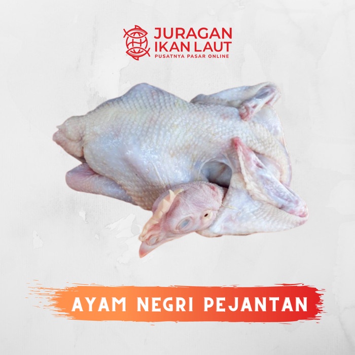 

Ayam Pejantan Hidup Berkualitas - 1 Ekor