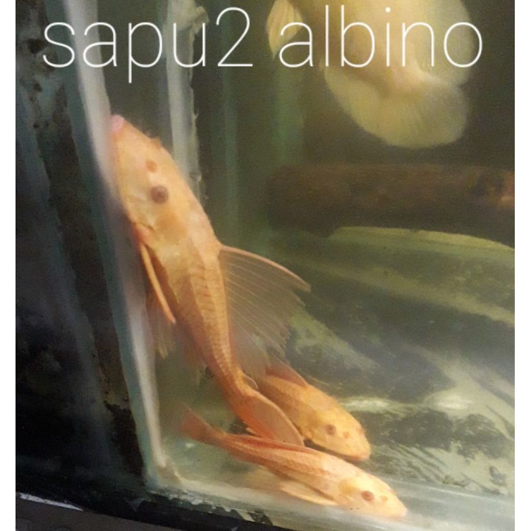 Jual Ikan Sapu Sapu Albino Mata Merah Shopee Indonesia