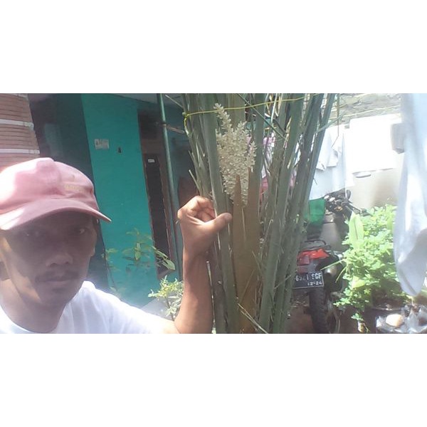 Bibit besar pohon kurma