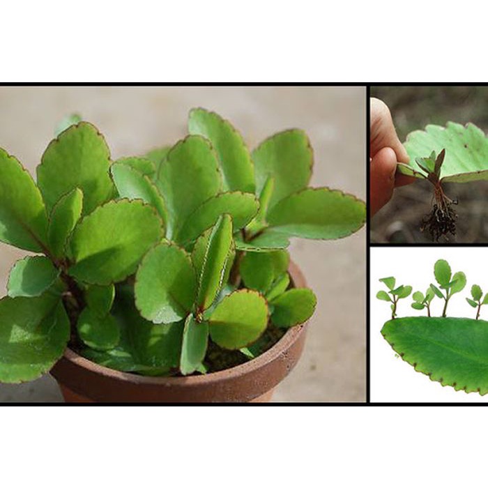 

Daun Cocor Bebek Segar Organik 1 Kg