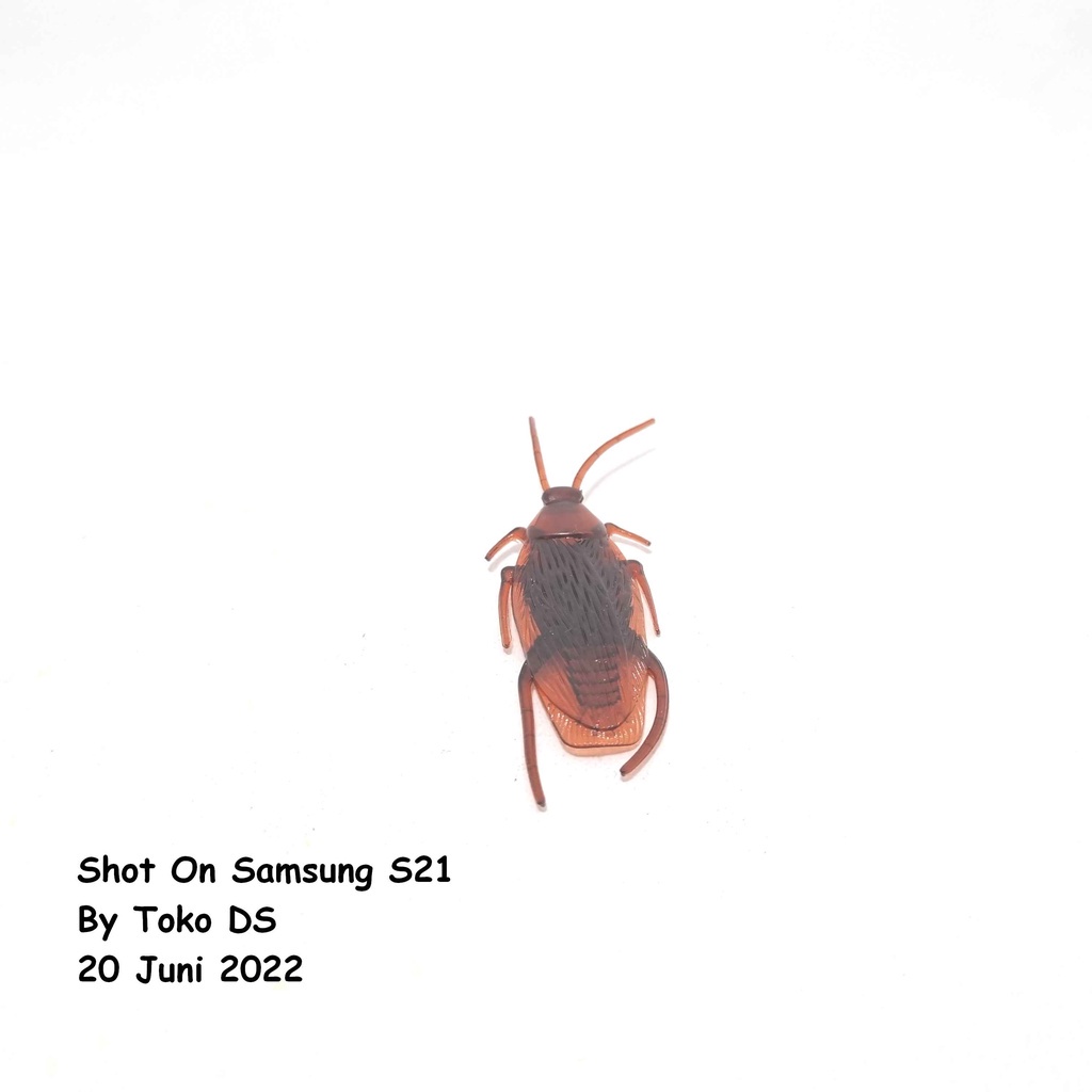 Kecoa Karet Prank - Mainan Prank Kecoa Mainan Kucing Kecoa Cat Toys Kecoak