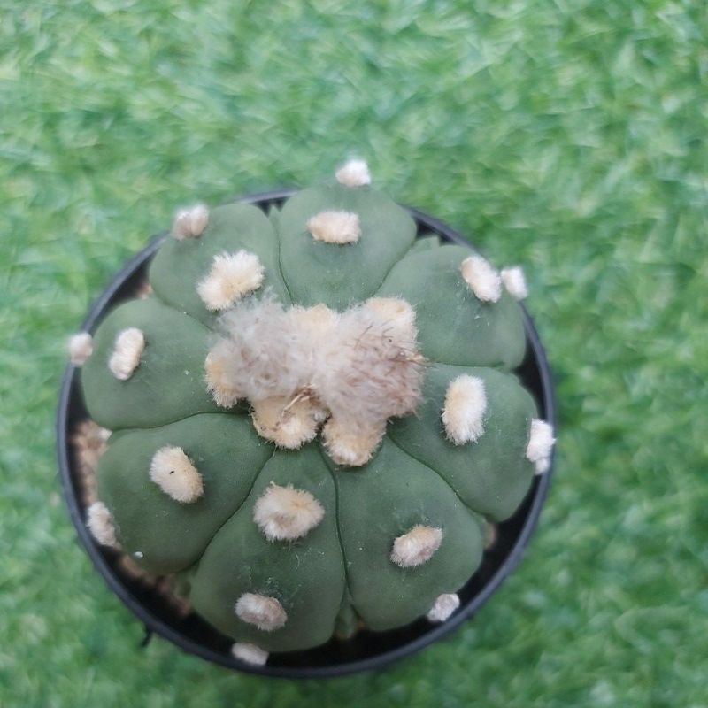 Astrophytum Oibo x Kikko x Fukuryu