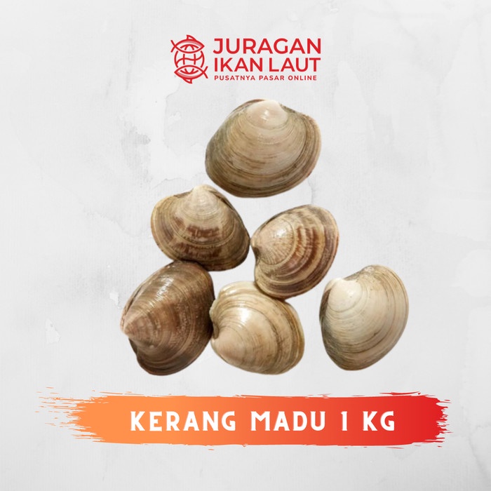 

Kerang Madu Segar Berkualitas - 1 Kilogram
