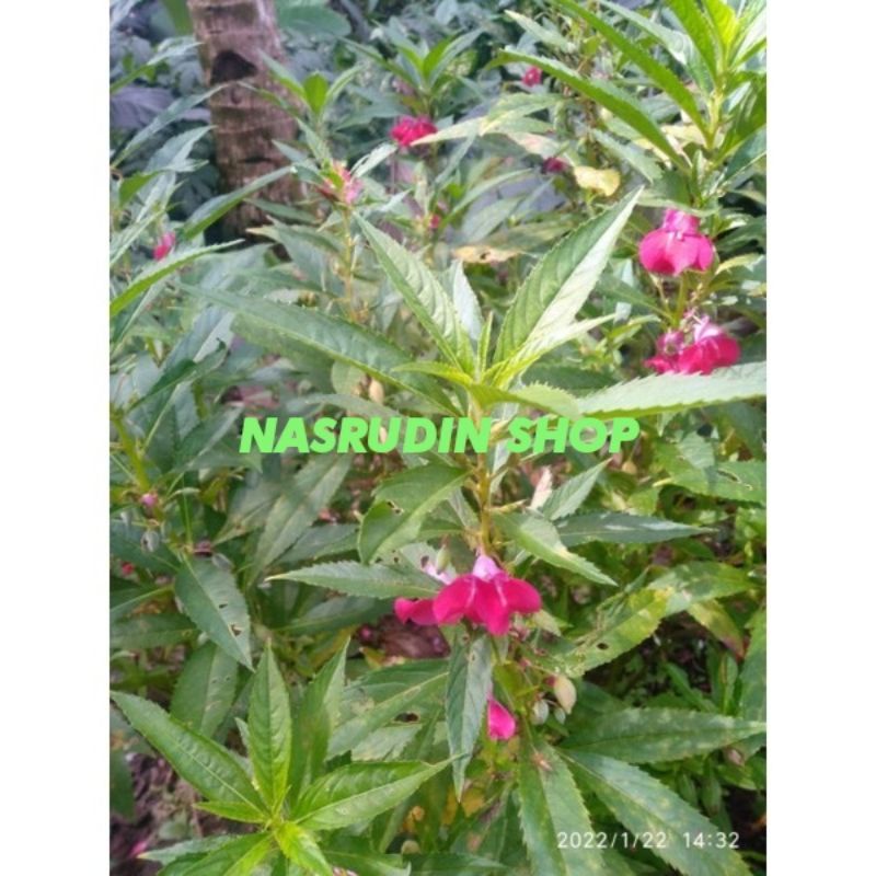 

[Fresh] BIJI BENIH PACAR AIR 50 BIJI / BIBIT BIJI DAUN PACAR AIR MERAH