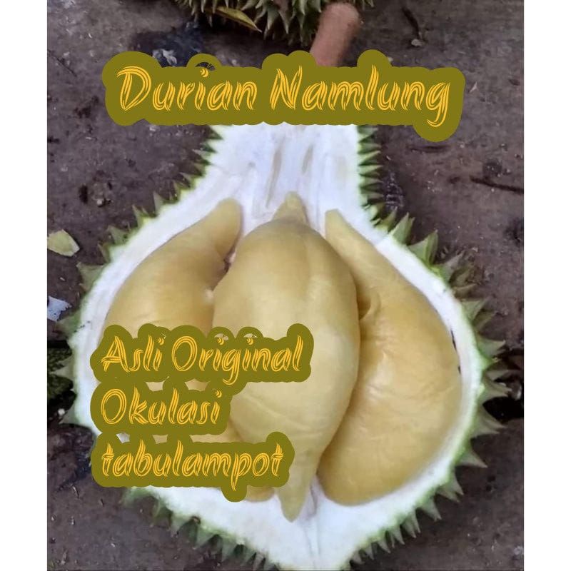 Durian namlung kaki tiga