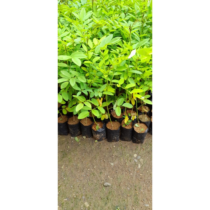 Indigofera Bibit tanaman indigofera tunas bibit purworejo