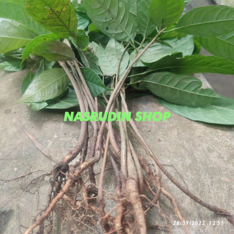 

[Fresh] BIBIT MAHONI CABUTAN MUDAH TUMBUH SIAP TANAM DI KIRIM DENGAN MEDIA / BIBIT BUAH MAHONI /