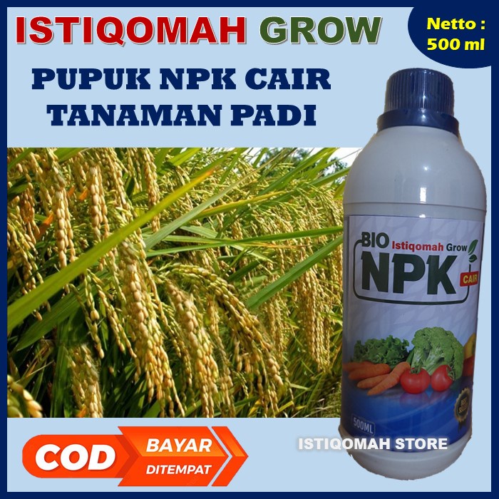 ISTIQOMAH GROW 500ML Obat Pelebat Anakan Padi Bobot Berat dan Besar Tahan Musim Hujan, Pupuk Organik Cair Melebatkan Anakan Padi Membesarkan Padi dan Padi Lebih Berat, Pupuk Penambah Bobot Padi Terbaik Melebatkan Padi Paling Bagus Manjur