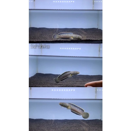 limbata rim merah lawu  uk 6-7