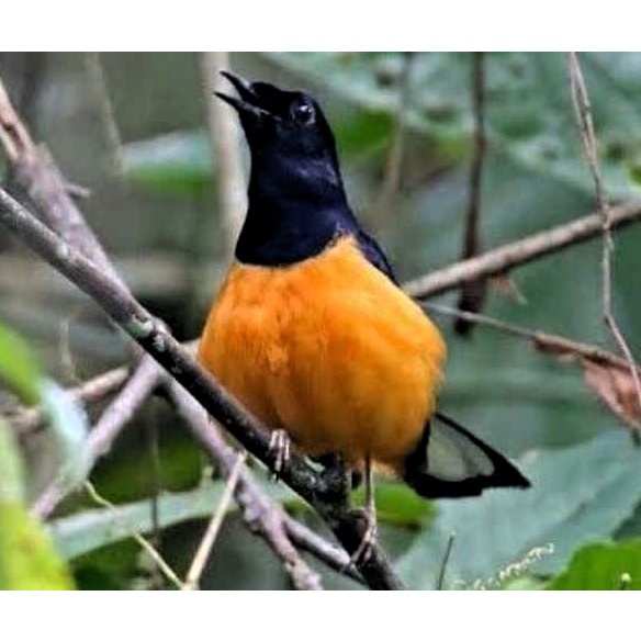 Burung Murai Palangka Ekor Sedang