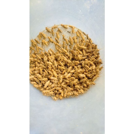 telur jangkrik madu kuning super 3ons