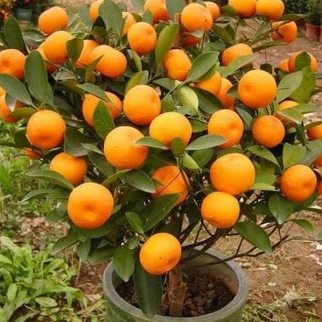 joss Bibit tanaman Jeruk Santang Madu unggul berkualitas viral