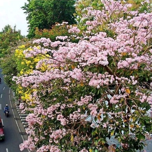 Tanaman Pohon Bunga Tabebuya Warna Pink Tinggi 1 Meter Siap Berbunga