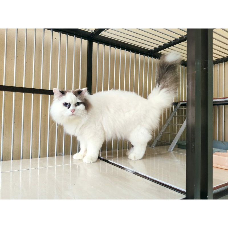 Kucing Ragdoll Jantan
