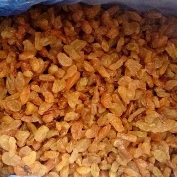

Perfect Kismis golden Raisin 1kg / Kismis Asam Manis / oleholeh haji umrah .,.,.,..,