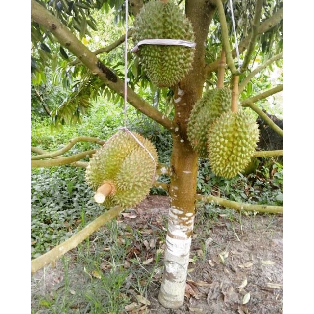 Bibit Durian Montong Tinggi 1 Meter Batang Besar Siap berbuah