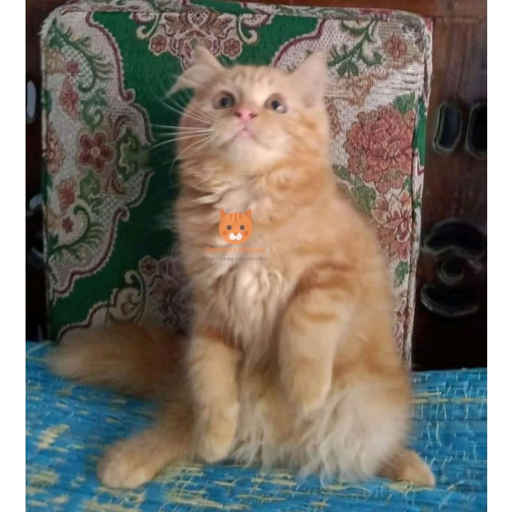kucing Persia maincone oren