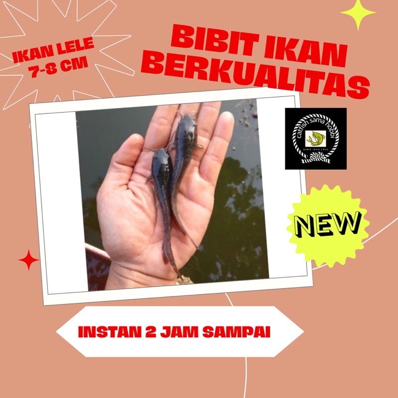 bibit ikan lele sangkuriang 7-8 cm