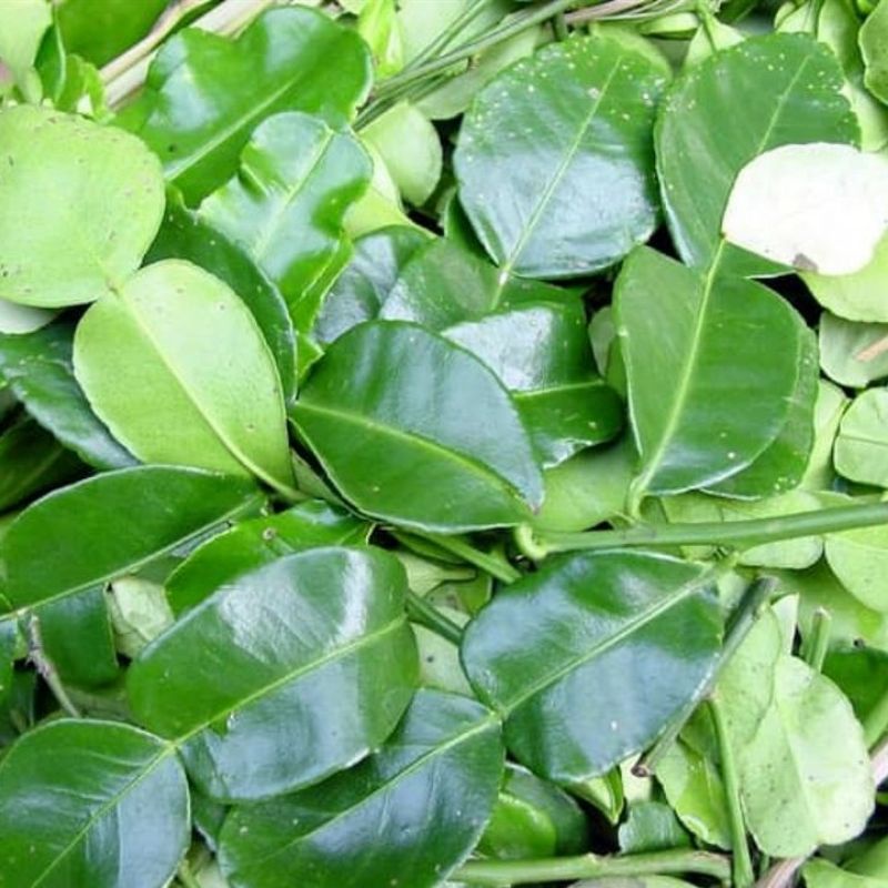 

daun jeruk purut dan salam