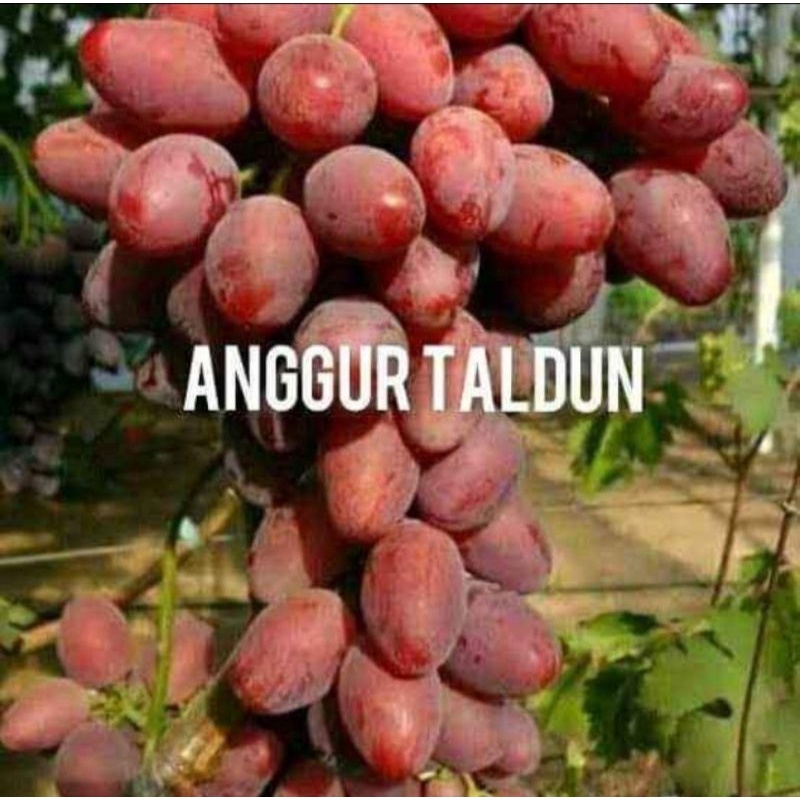 Paket murah anggur import jenis TALDUN valid grafting