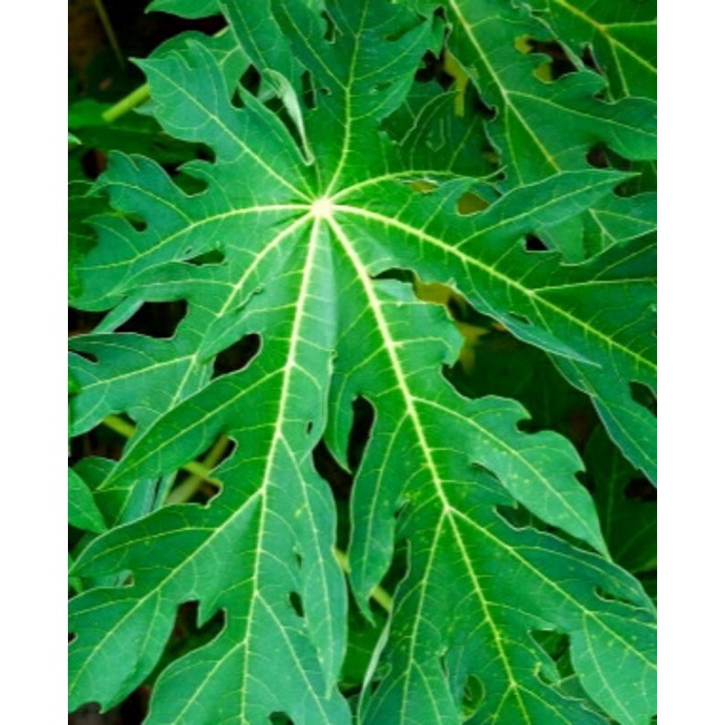 

Daun Pepaya fresh 1 ikat