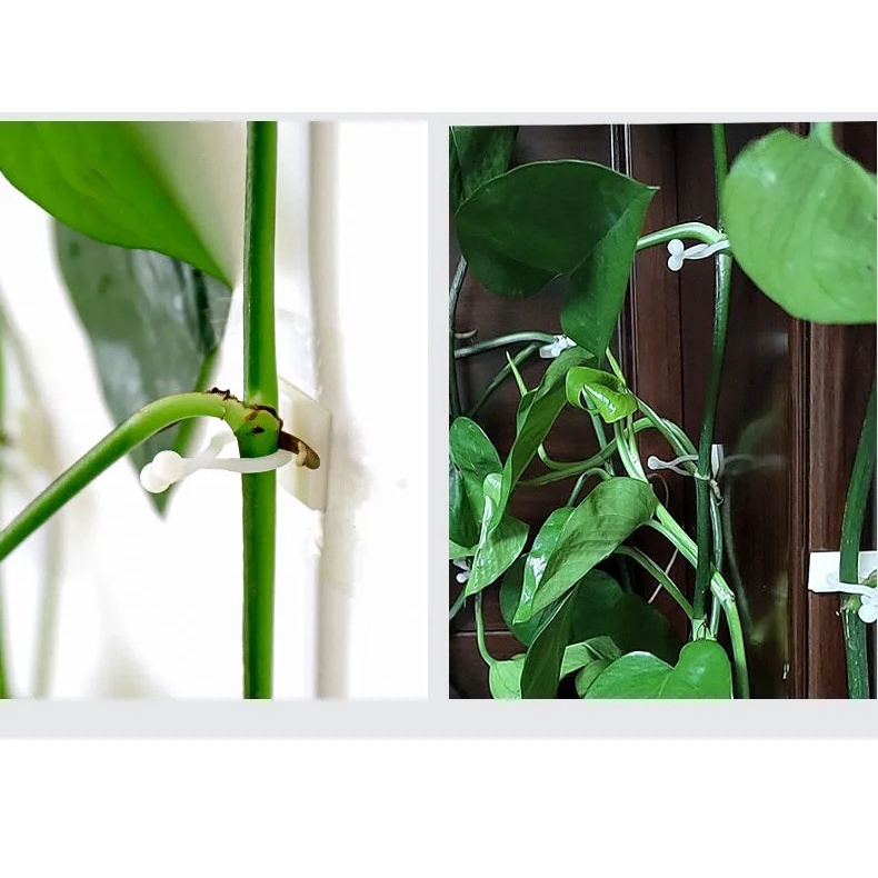 T&amp;Y Klip Kait Tanaman Merambat Isi 10 Pcs Plant Climbing Wall Penjempit Tanaman Klem Kabel Dengan Perekat 3M