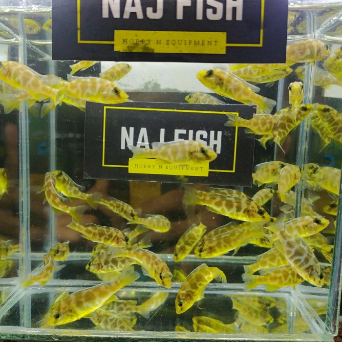 Venustus Chiclid Penghias Aquarium Aquascape Per ekor Gojek Only