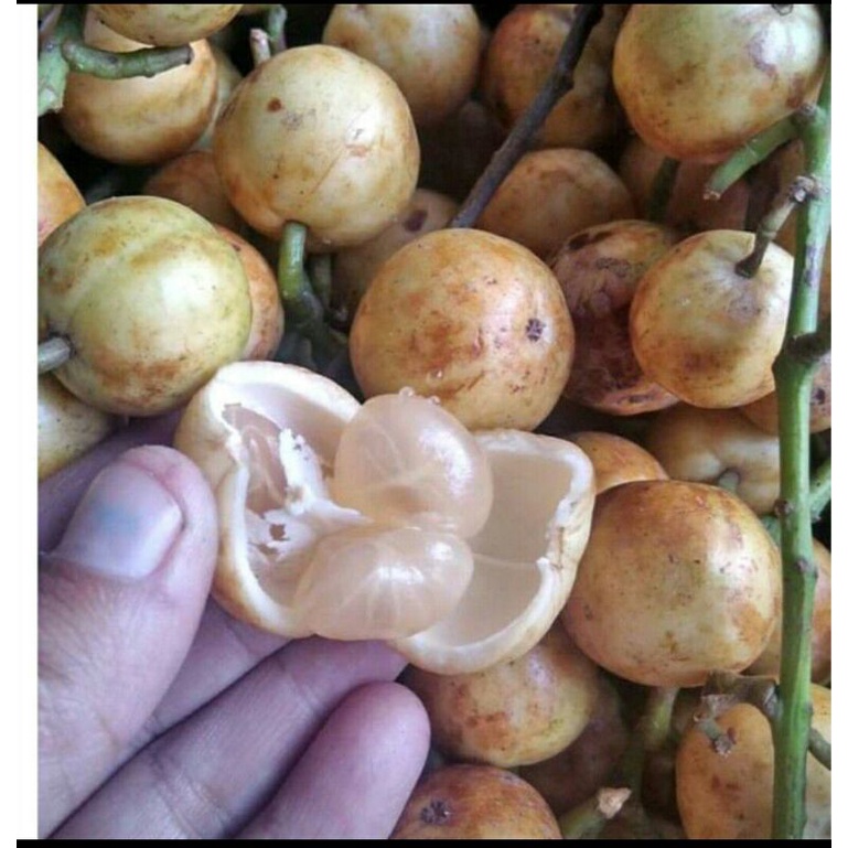 

10kg buah menteng merah dan putih