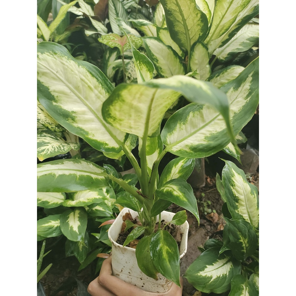 Tanaman Aglonema Hias Sri Rezeki motif hijau putih