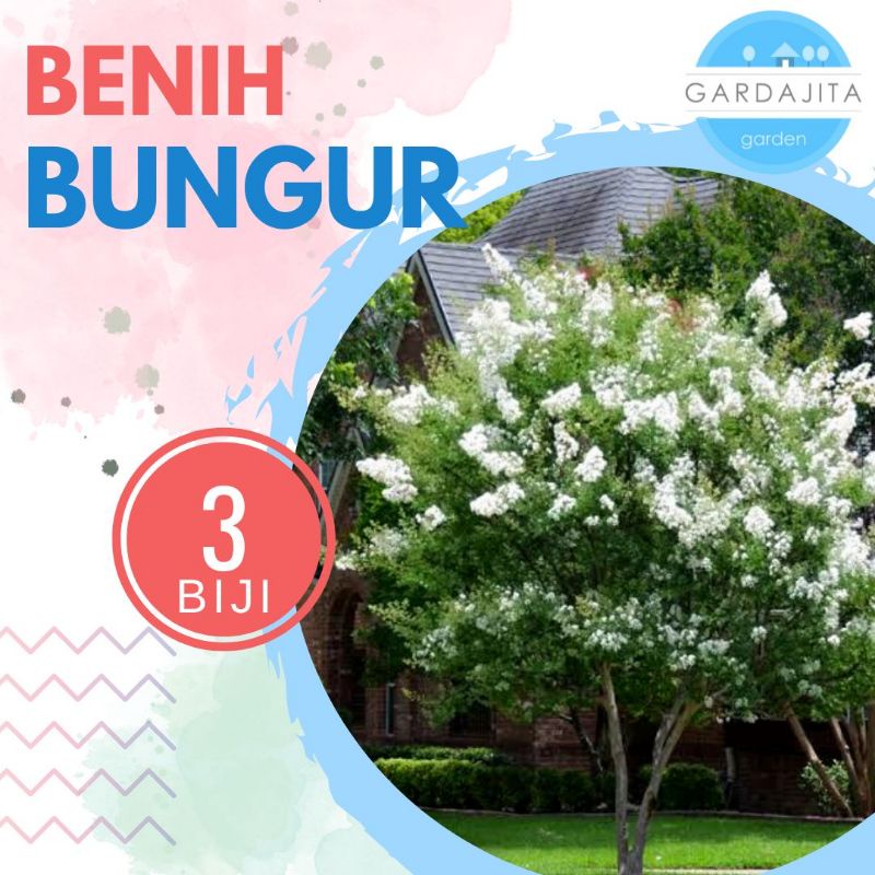 Benih BUNGUR PUTIH isi-3 Biji Sakura Lokal Crape Myrtle