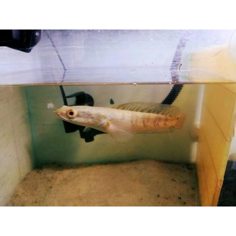 Ikan Channa Maru Yellow Sentarum (YS) Ukuran 25-29 Cm