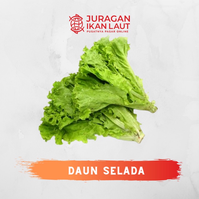 

Daun Selada Segar Berkualitas - 1 Ikat
