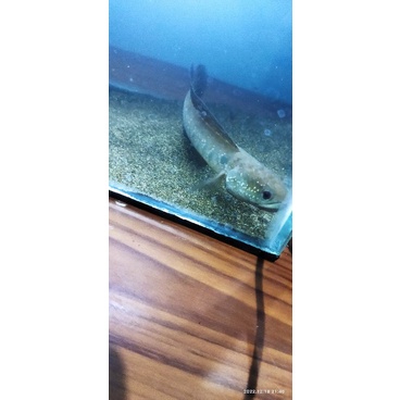 Channa asiatica rsws