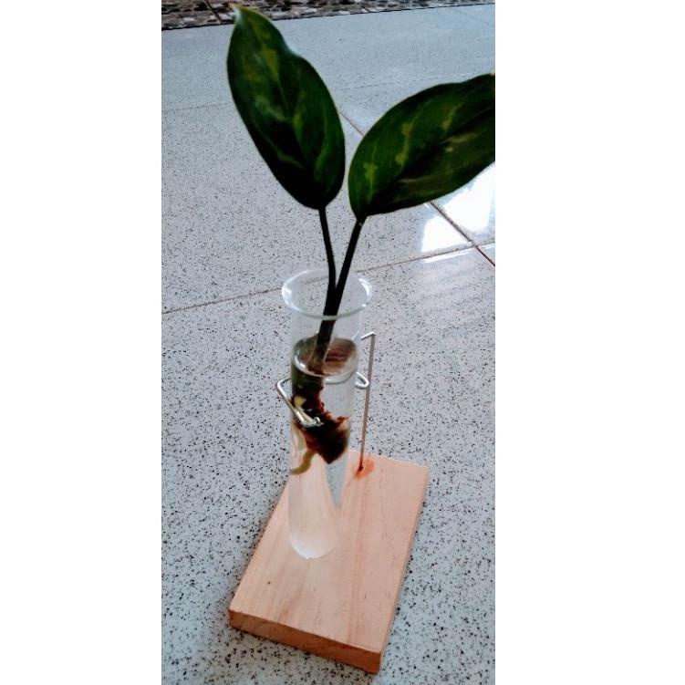 Laris Pot/Vas bunga gantung Tabung Reaksi kaca dengan kayu gantungan tidak termasuk bunga. R0N