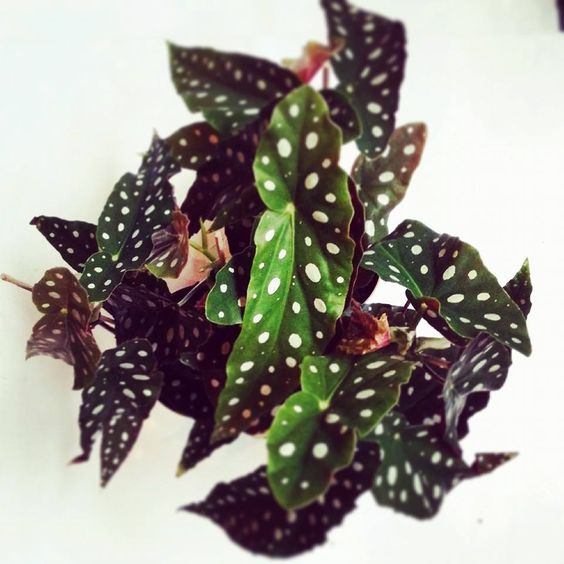 TANAMAN HIAS BEGONIA POLKADOT ANGEL WINGS JUMBO