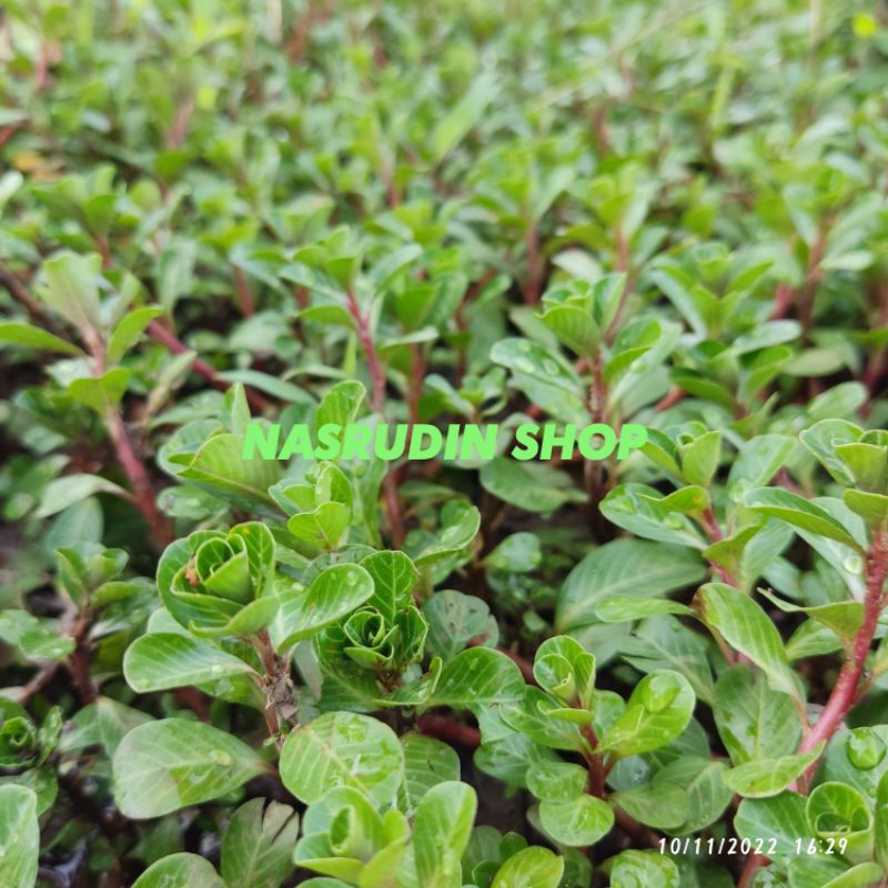 

[Fresh] DAUN LUDWIGIA PEPLOIDES (UTUH) BISA UNTUK TANAMAN HIAS AIR BUKAN DAUN KROKOT