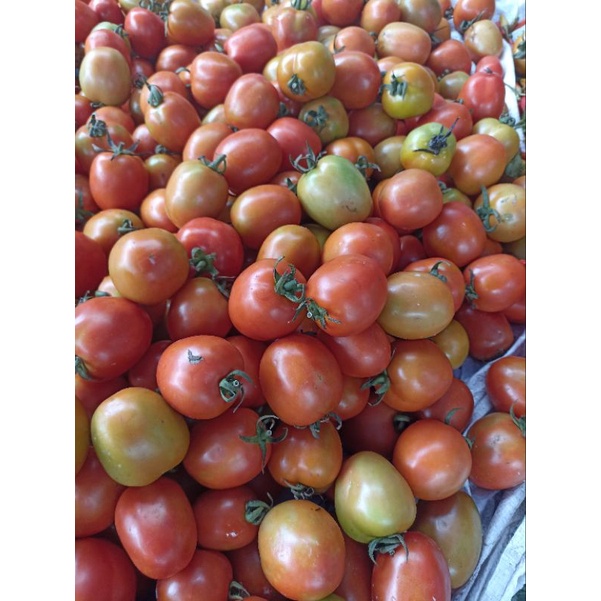 

Tomat Sayur 250 gr- 1 kg Sayur segar