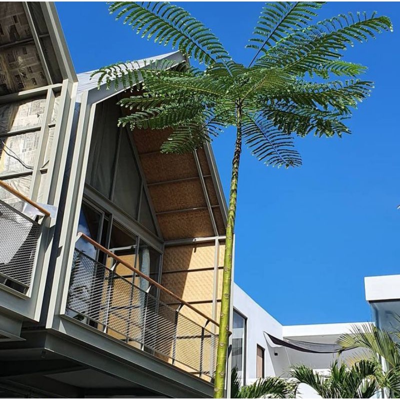 tanaman solobium pakis brazil tinggi 3 meter pakis payung tanaman peneduh cafe