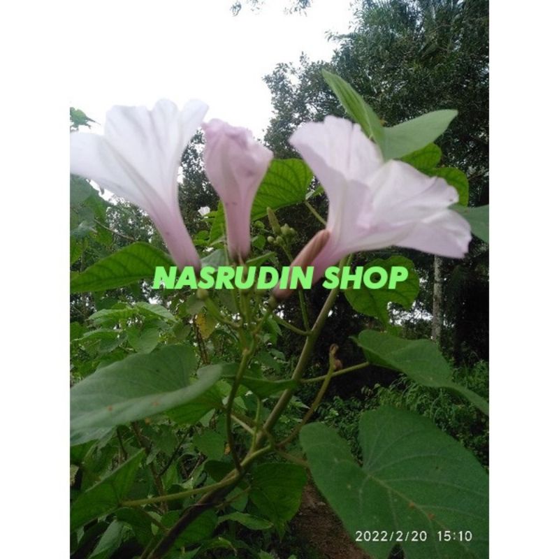 

[Fresh] BIBIT TABLO (STEK) Ipomoea Carnea BIBIT KERANGKONG / BIBIT DAUN KERANGKONG / KERANGKUNGAN /